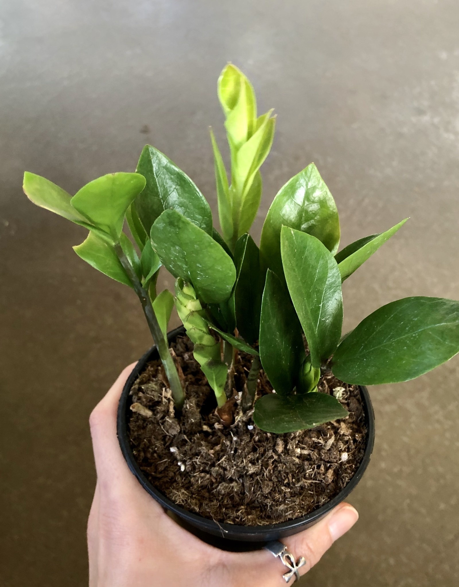 ZZ Plant - Zamioculcas zamifolia 4 inch