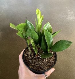 ZZ Plant - Zamioculcas zamifolia 4 inch
