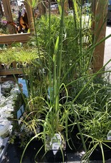CYPERUS GIANT PAPYRUS 5"