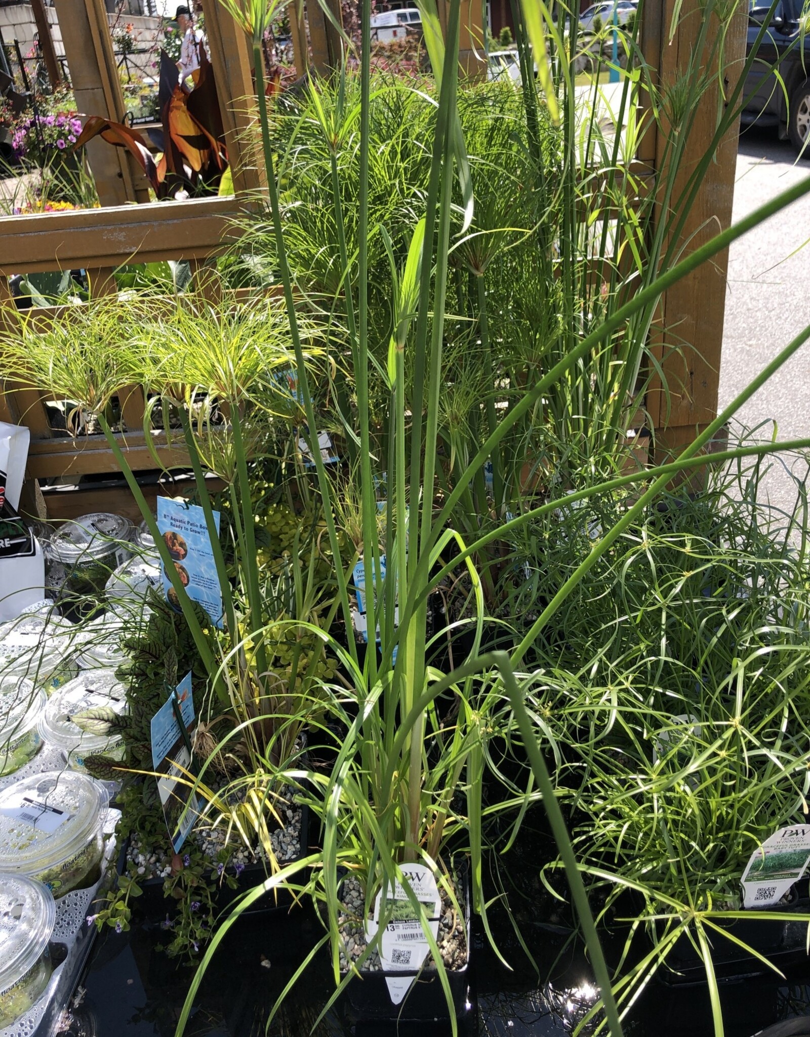 CYPERUS GIANT PAPYRUS 5"