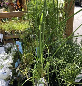 CYPERUS GIANT PAPYRUS 5"