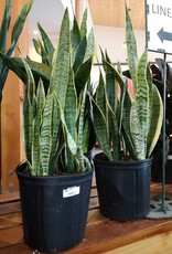 Snake Plant 10inch