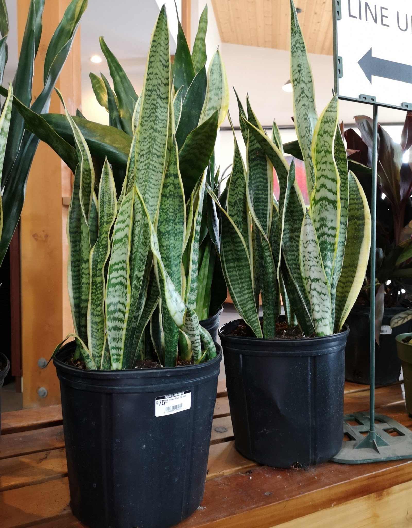 Snake Plant 10inch