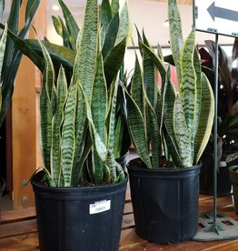 Snake Plant 10inch