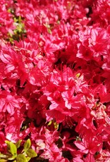 Azalea Hino Crimson