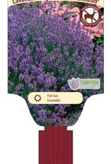 Lavender -English- Munstead 4 inch