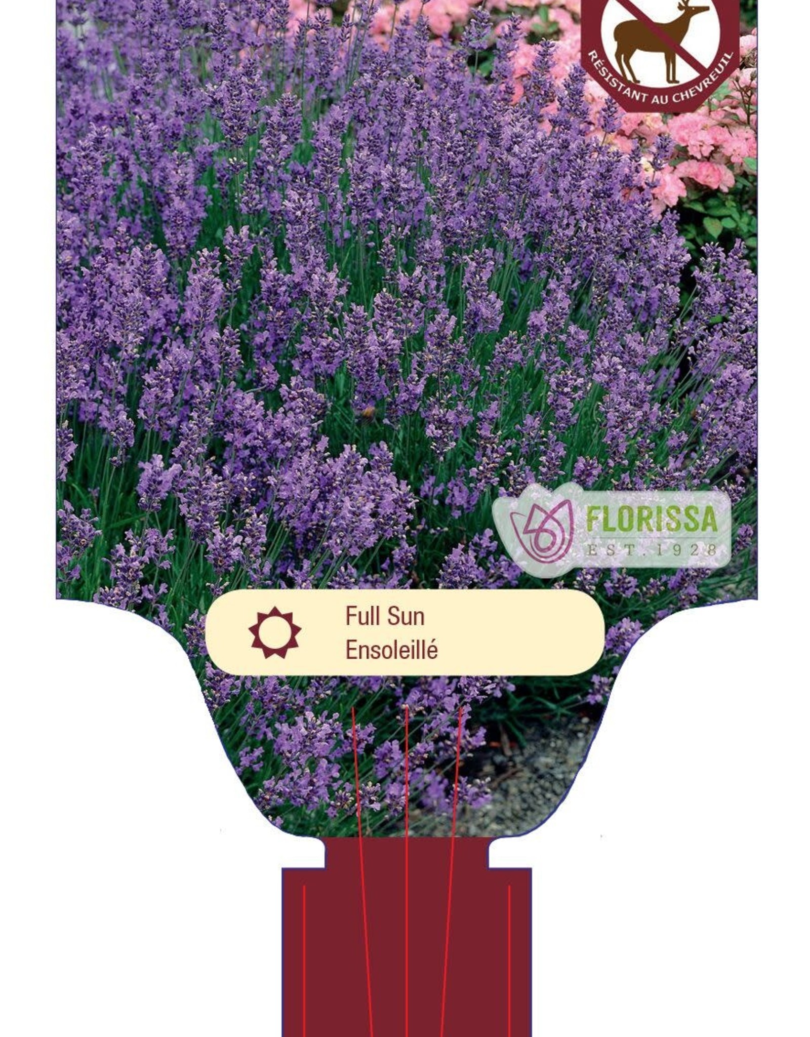 Lavender -English- Munstead 4inch
