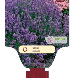 Lavender -English- Munstead 4inch