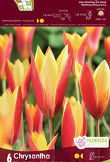 Tulip Botanical -  Chrysantha - Pkg 6