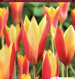 Tulip Botanical -  Chrysantha - Pkg 6