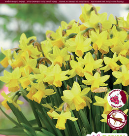 Narcissus (Daffodil) - Per Bulb - Tete a Tete