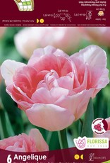 Tulip Double Peony - Per Bulb - Angelique
