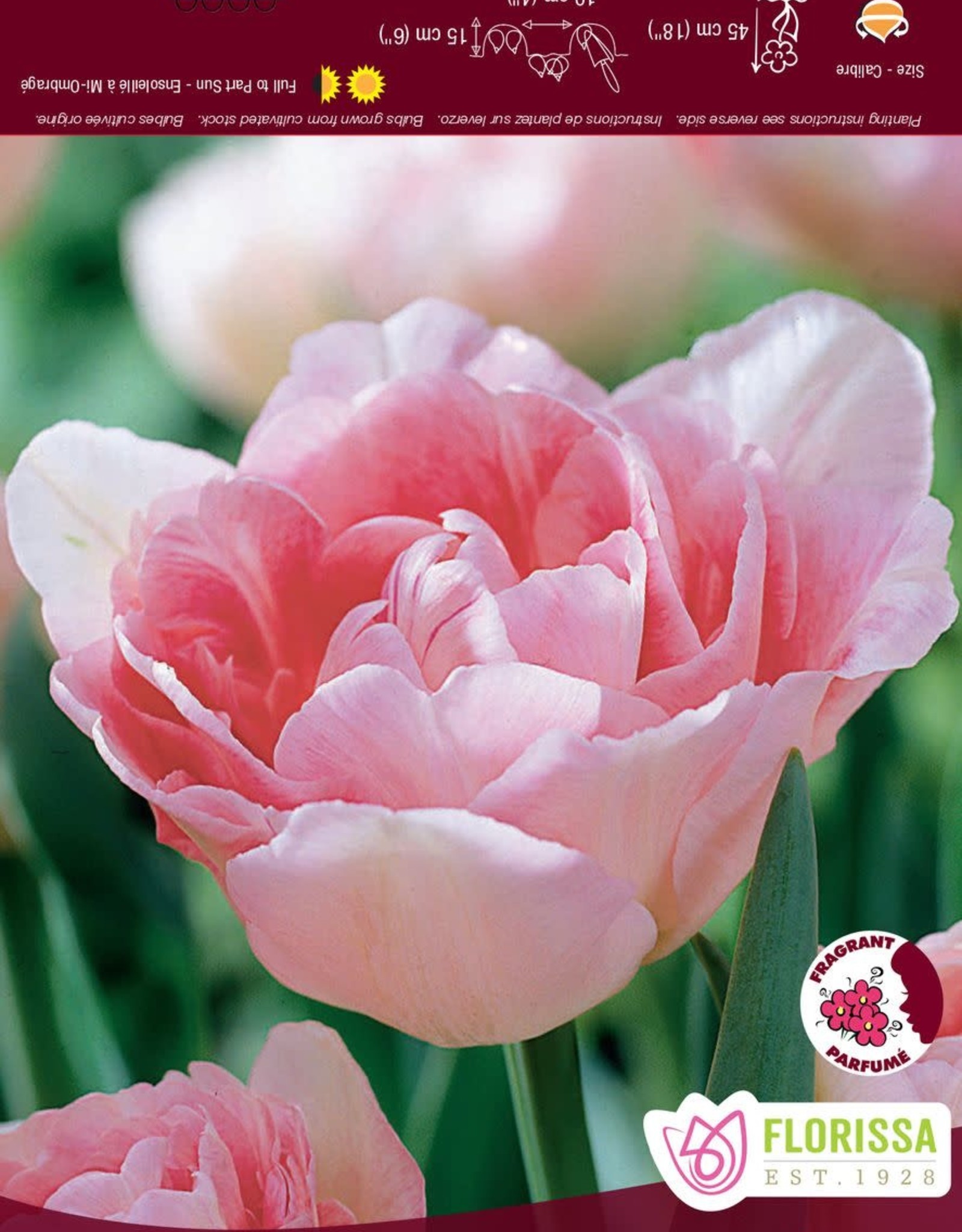 Tulip Double Peony - Per Bulb - Angelique