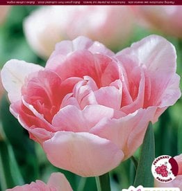 Tulip Double Peony - Per Bulb - Angelique