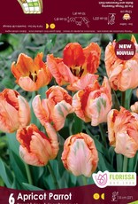 Tulip - Per Bulb -  Apricot Parrot