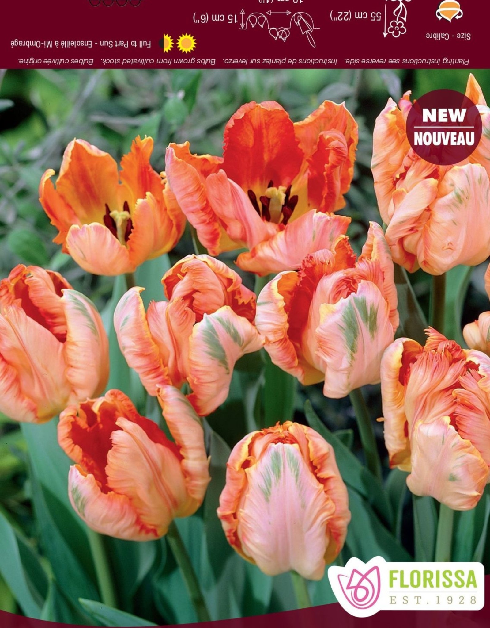 Tulip - Per Bulb -  Apricot Parrot