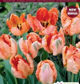 Tulip - Per Bulb -  Apricot Parrot