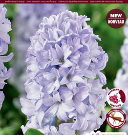 Hyacinth - Per Bulb -  Caribbean Dream