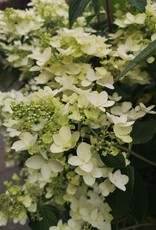 Proven Winners Hydrangea Little Lamb PW 7 gal