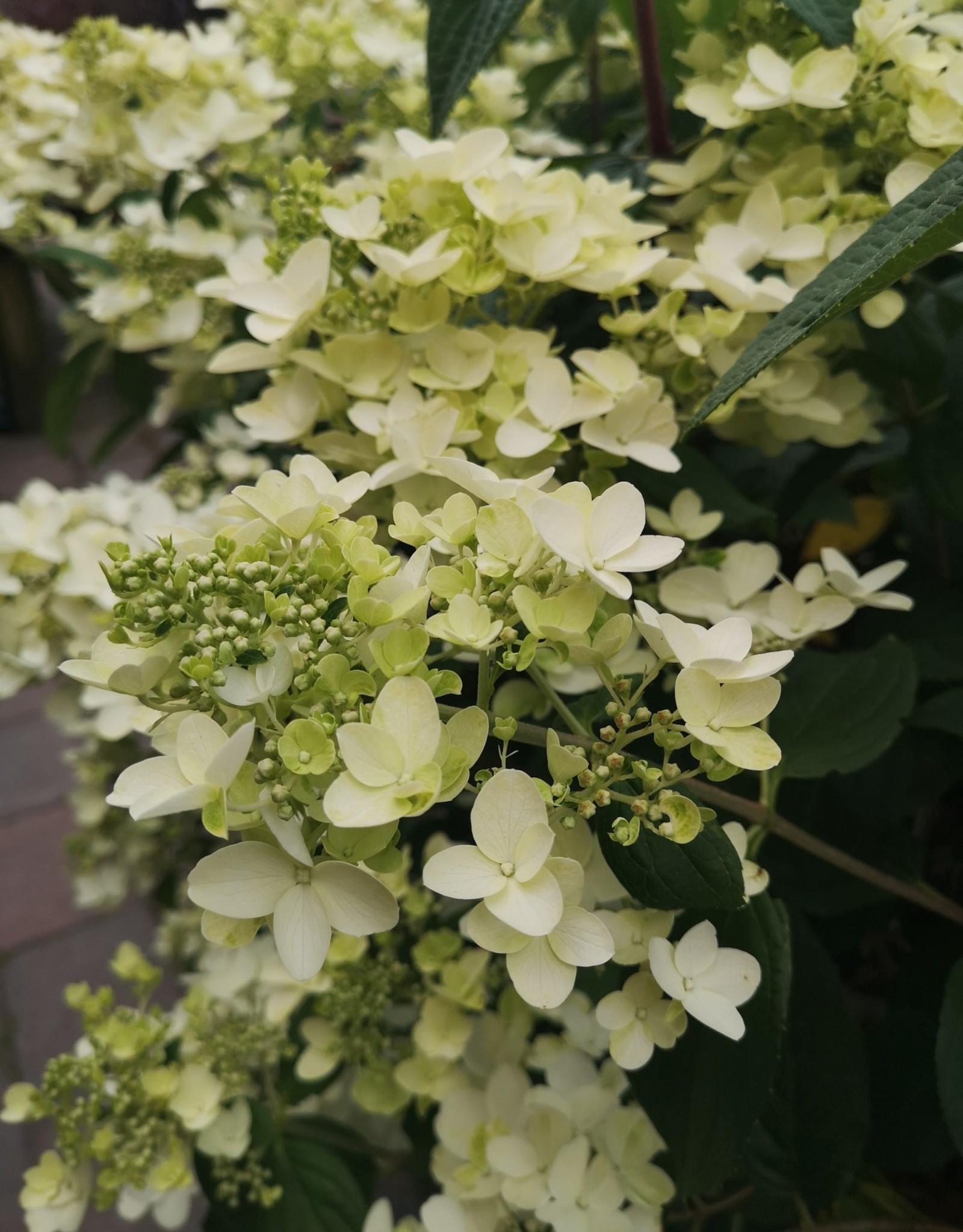 Proven Winners Hydrangea Little Lamb PW 7 gal
