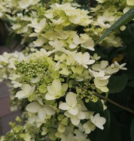 Proven Winners Hydrangea Little Lamb PW 7 gal