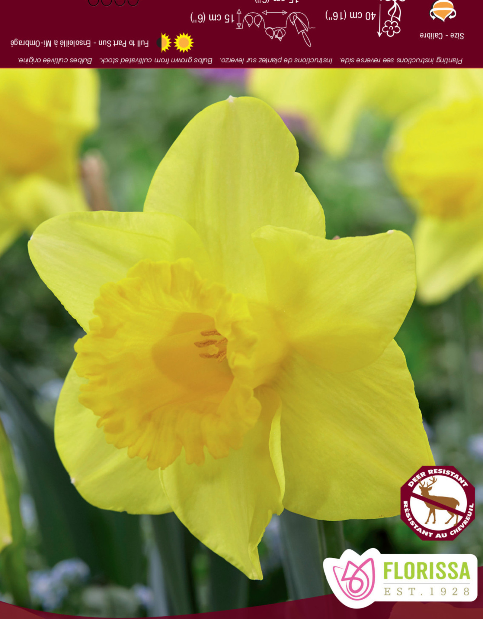 Narcissus (Daffodil) - Per Bulb - King Alfred