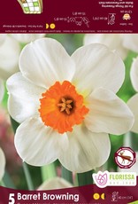 Narcissus (Daffodil) - Per Bulb - Barret Browning