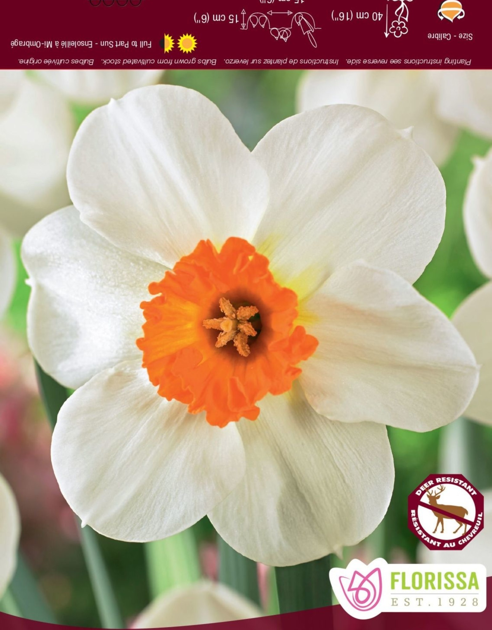 Narcissus (Daffodil) - Per Bulb - Barret Browning