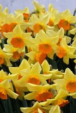 Narcissus (Daffodil) - Per Bulb - Loveday