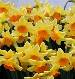 Narcissus (Daffodil) - Per Bulb - Loveday