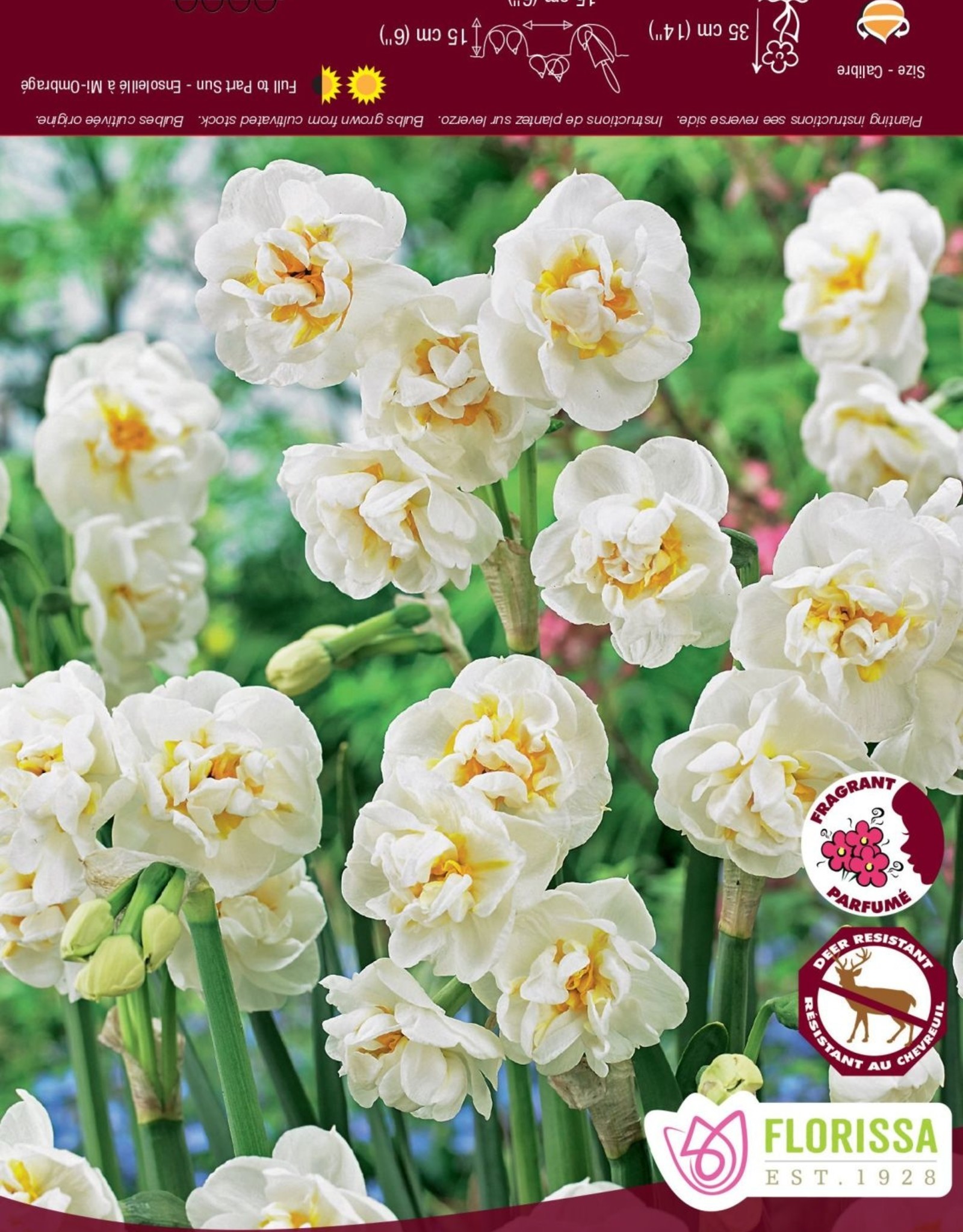 Narcissus (Daffodil) - Per Bulb - Bridal Crown