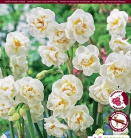 Narcissus (Daffodil) - Per Bulb - Bridal Crown