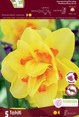 Narcissus (Daffodil) - Per Bulb - Tahiti