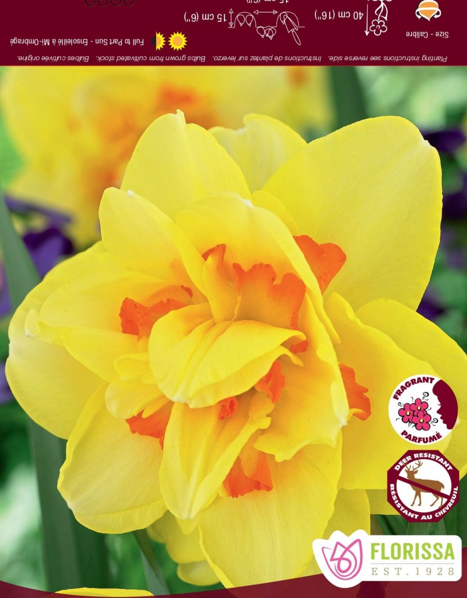 Narcissus (Daffodil) - Per Bulb - Tahiti