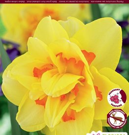 Narcissus (Daffodil) - Per Bulb - Tahiti