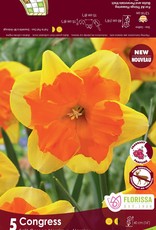 Narcissus (Daffodil) - Per Bulb - Congress