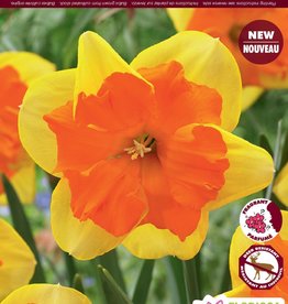 Narcissus (Daffodil) - Per Bulb - Congress