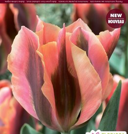 Tulip - Per Bulb - Artist - 18 inch Ht.