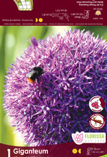 Allium - per bulb -