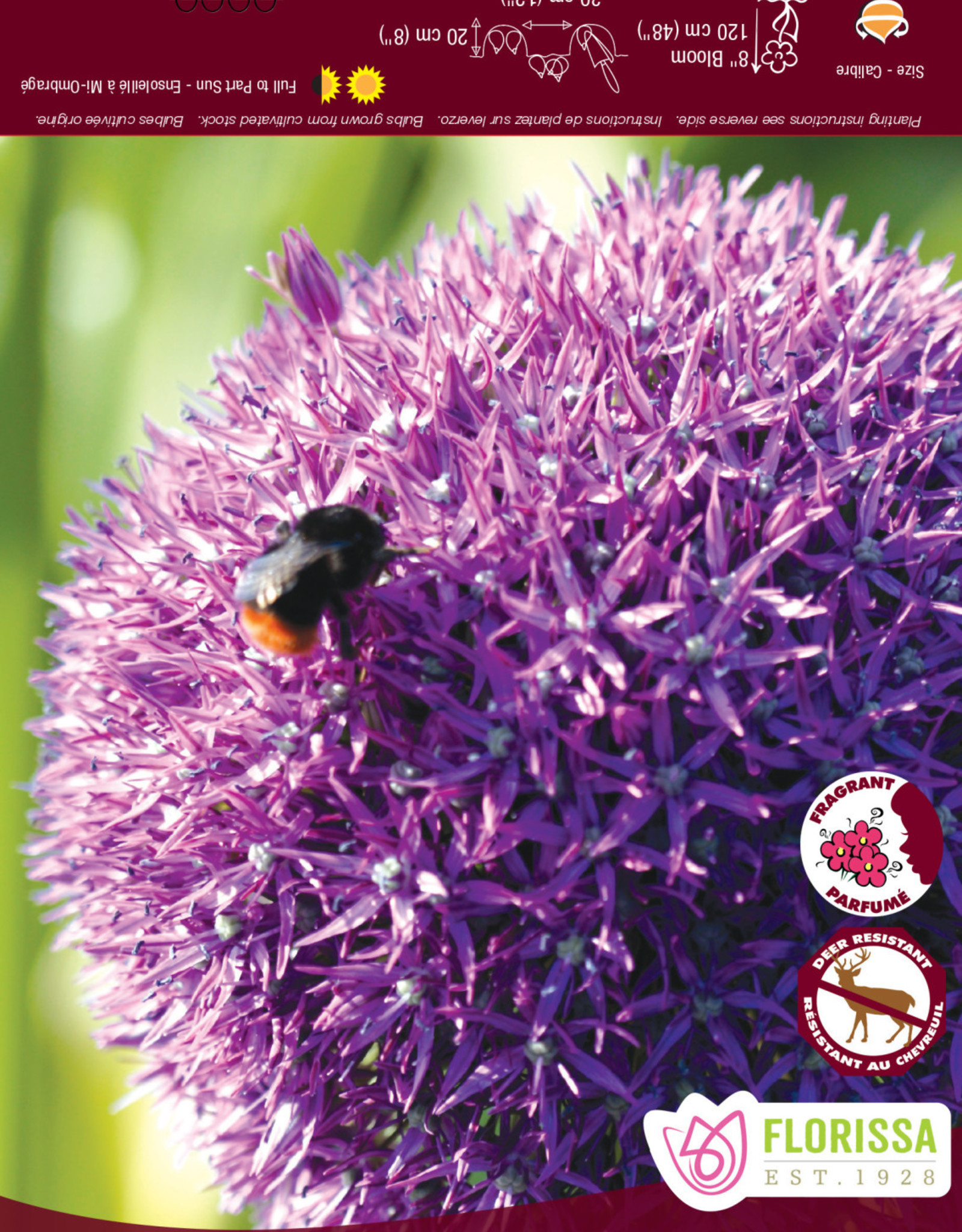 Allium - per bulb -