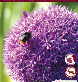 Allium - per bulb -