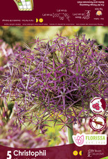 Allium - per bulb -