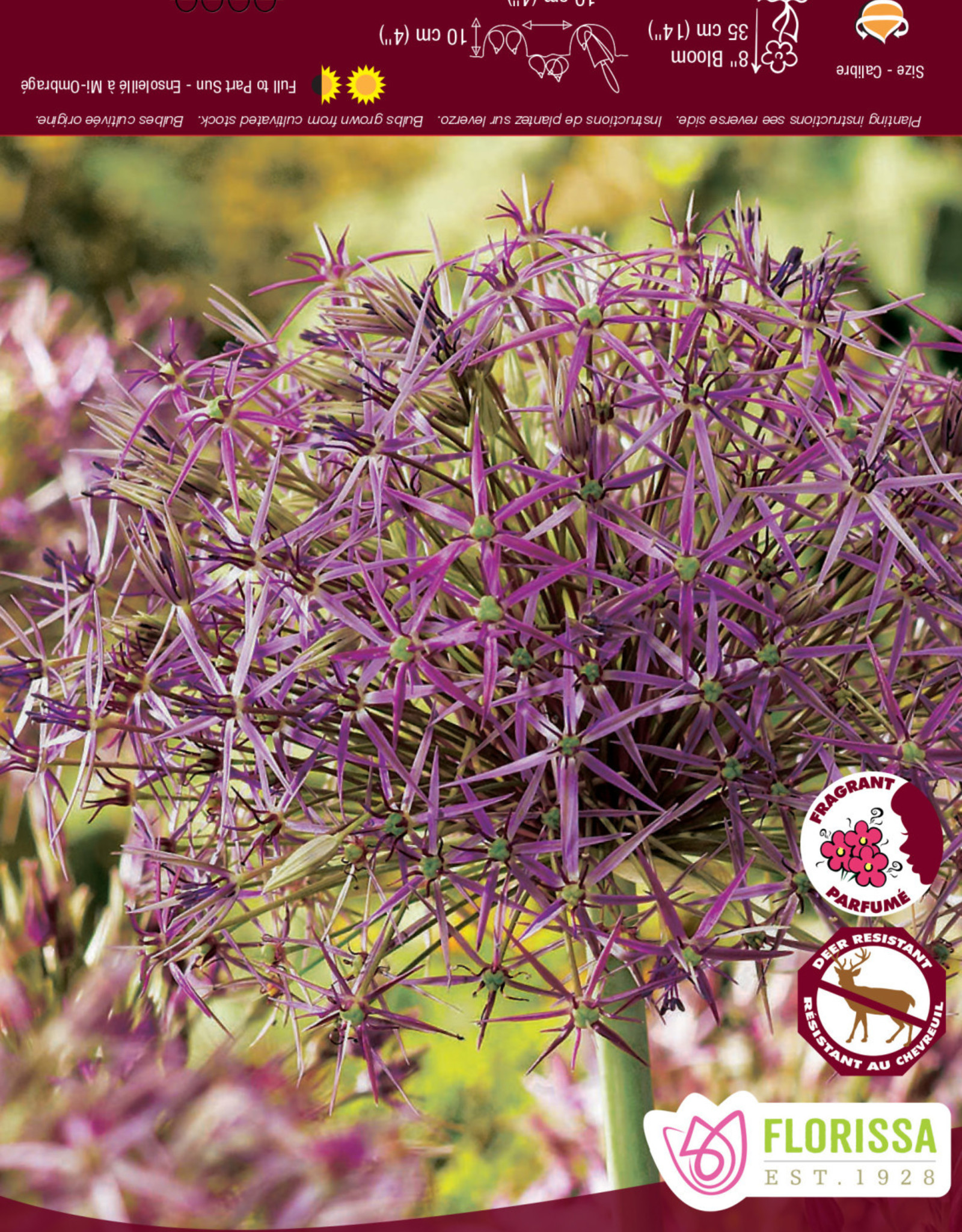 Allium - per bulb -