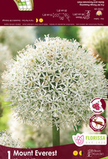Allium - per bulb -