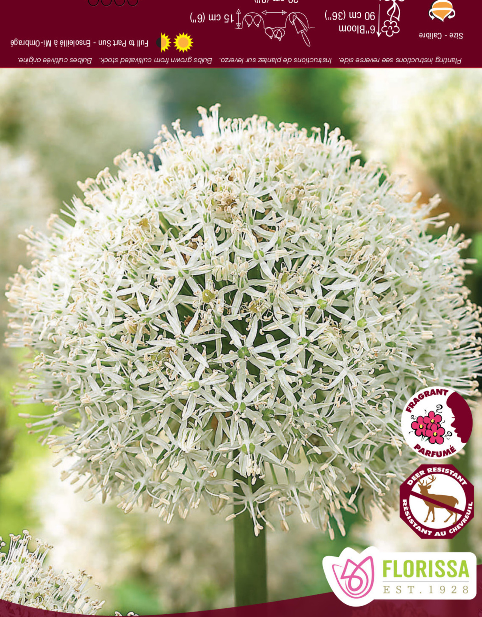 Allium - per bulb -