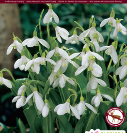 Snowdrop Double- Floreo Plena- per Bulb