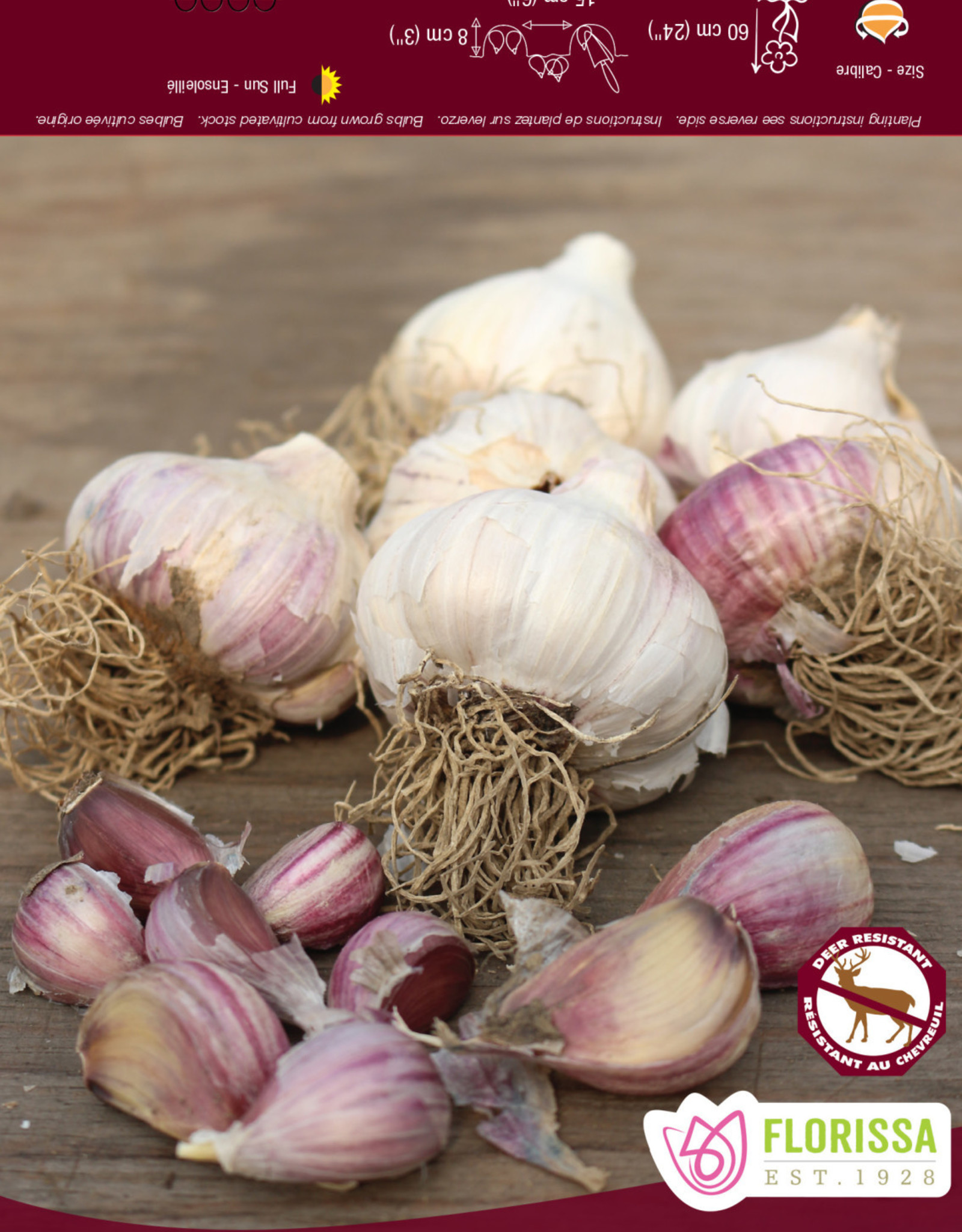 Garlic - Hardneck - Per Bulb - Russian Red