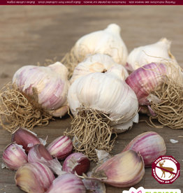 Garlic - Hardneck - Per Bulb - Russian Red