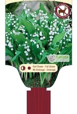 Lily of the Valley - Convallaria  1 gal