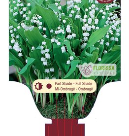 Lily of the Valley - Convallaria  1 gal